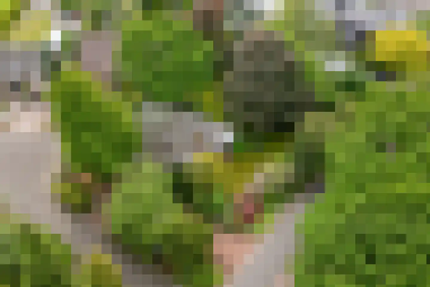 Heideweg 2 Heel thumbnail 51