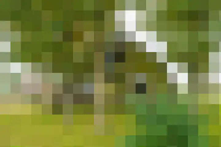 Heideweg 3 Harreveld thumbnail 8
