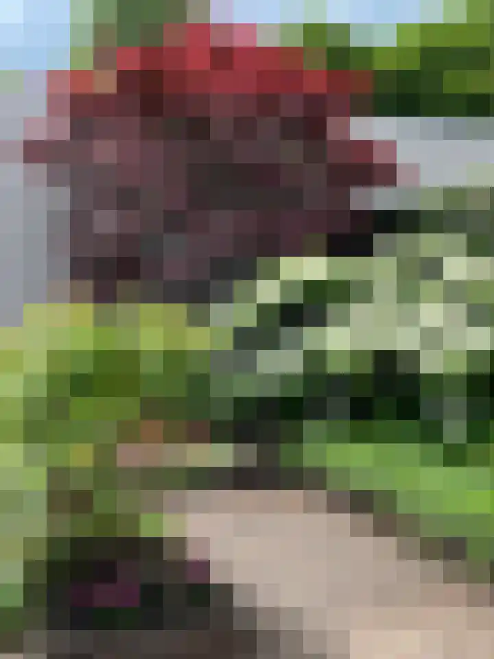 Heidezoom 15 Geldrop thumbnail 30