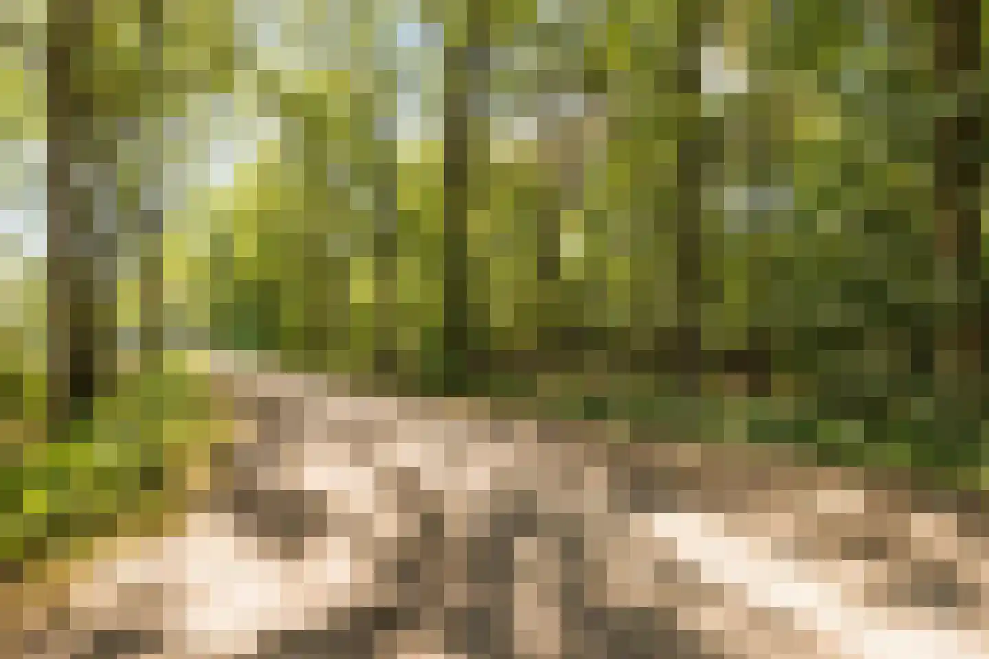 Heidezoom 22 Geldrop thumbnail 45