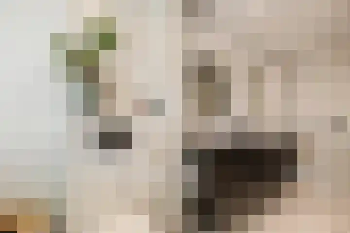Heienlangdonk 69 Breda thumbnail 28