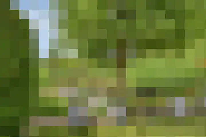 Heiheuvel 23 Schaijk thumbnail 39
