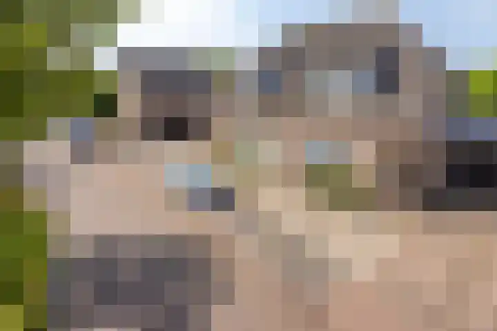 Heiheuvel 23 Schaijk thumbnail 40