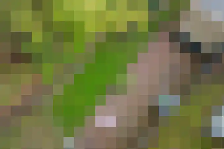 Heihorst 2 Tolbert thumbnail 37
