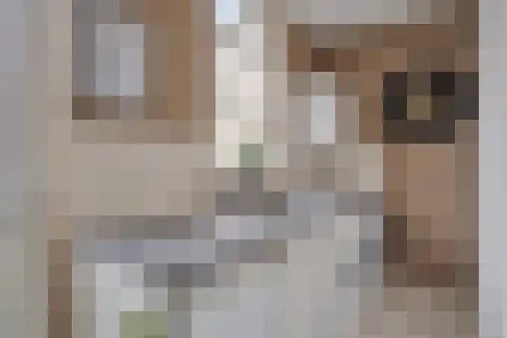 Heihorst 4 Meijel thumbnail 21