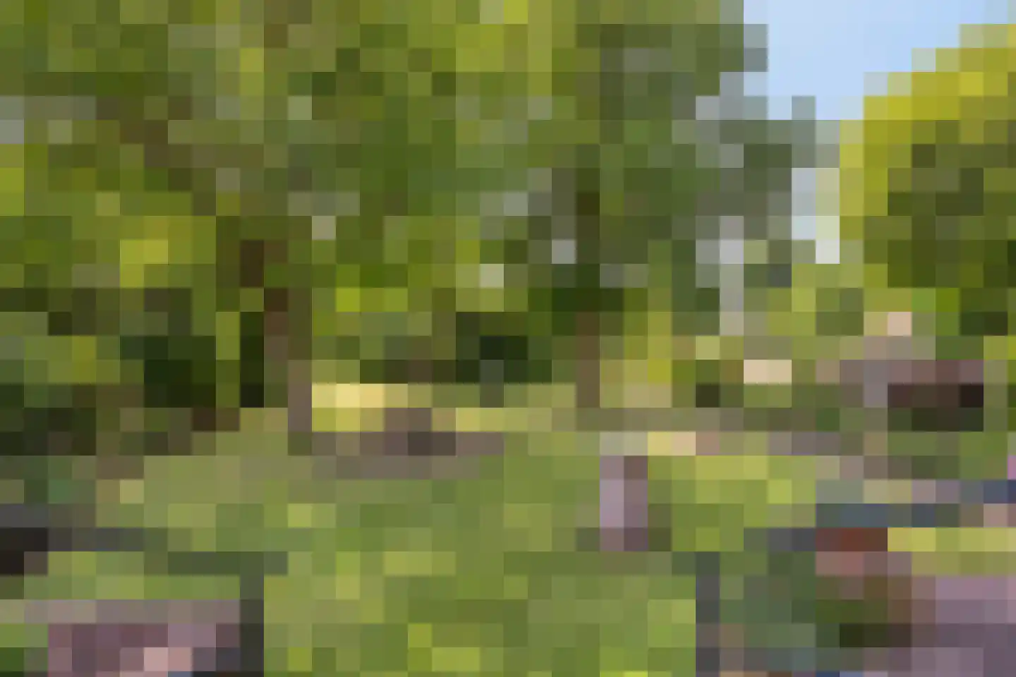 Heijenseweg 15 Gennep thumbnail 6
