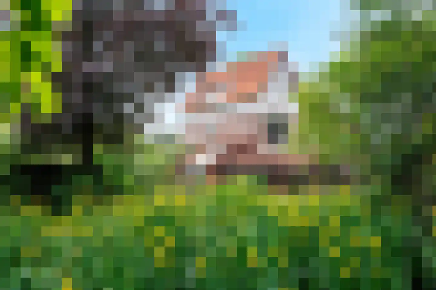 Heijenseweg 62 Gennep thumbnail 65