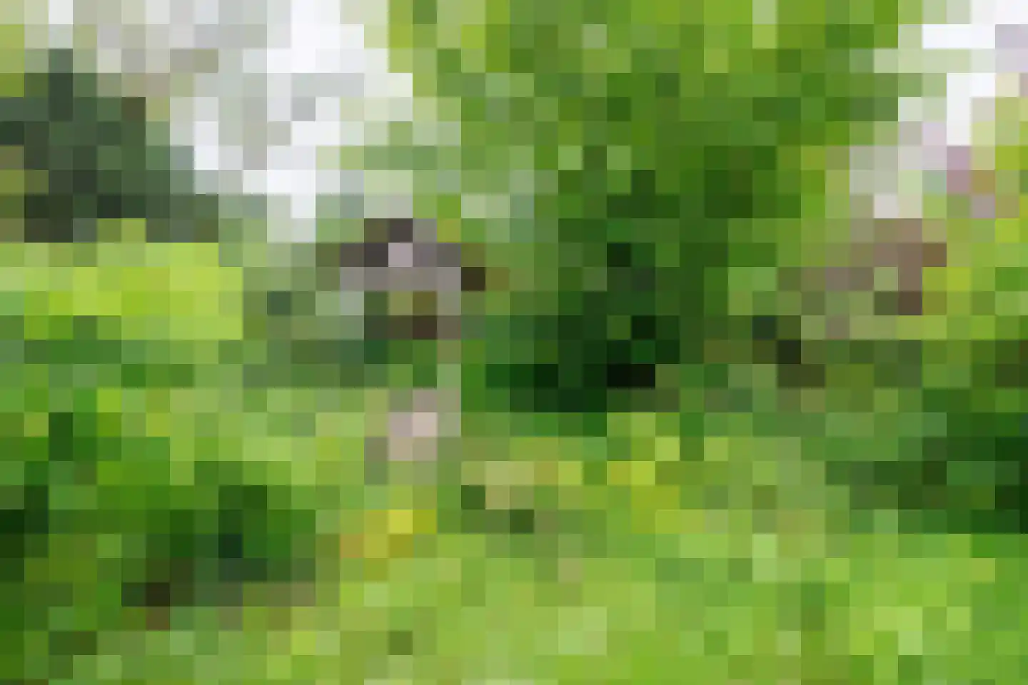 Heijenseweg 62 Gennep thumbnail 74