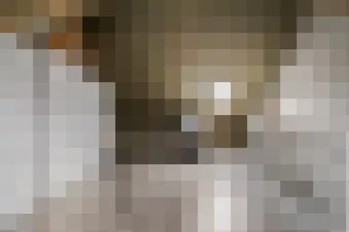 Heijhorst 11 Scherpenzeel thumbnail 24