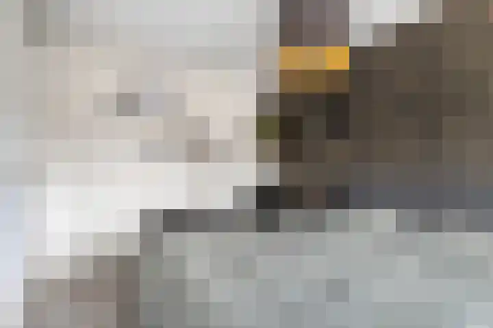 Heijtsveld 158 Gemert thumbnail 25