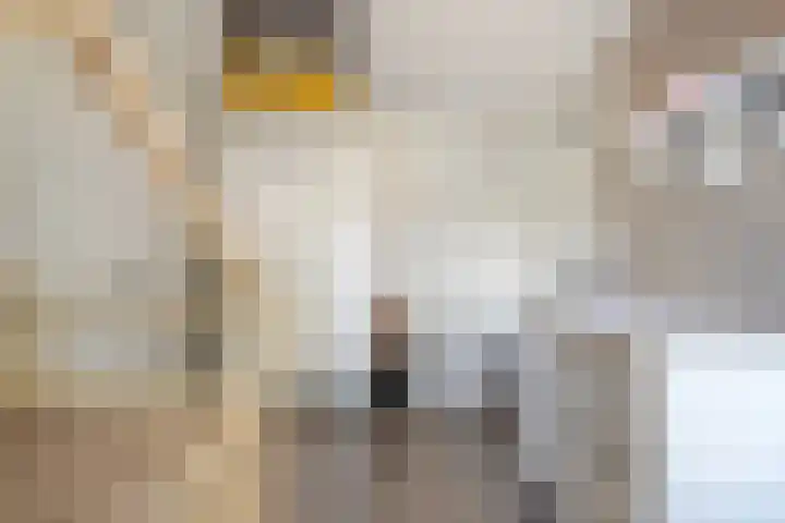 Heijtsveld 158 Gemert thumbnail 27