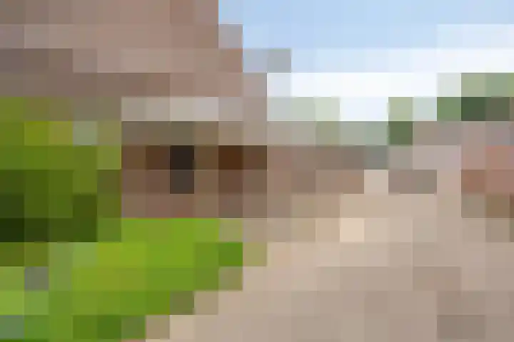 Heijtsveld 50 Gemert thumbnail 36