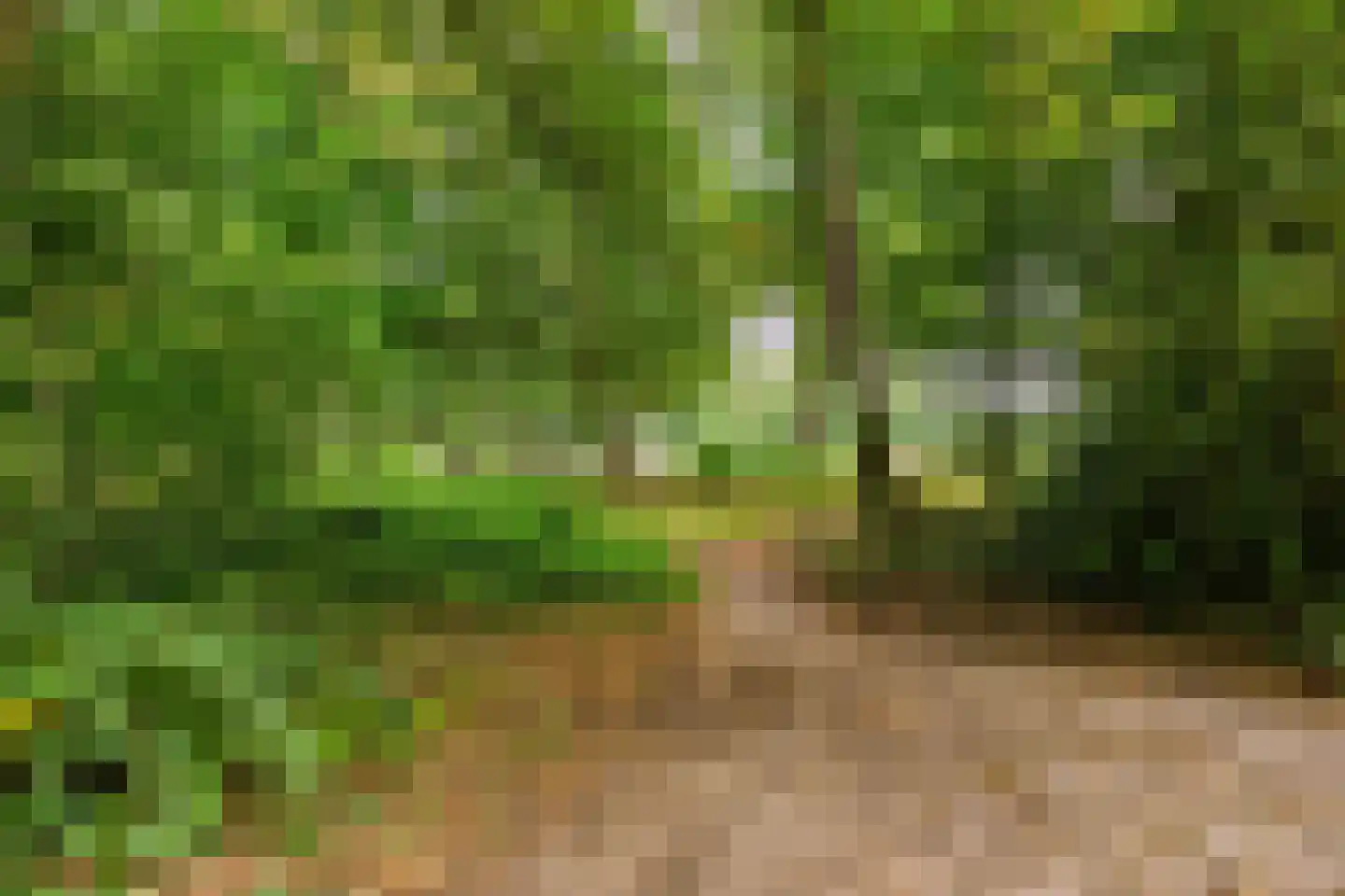 Heikampseweg 74 Heijen thumbnail 44