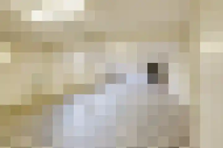 Heilig Kruisstraat 79 Grevenbicht thumbnail 43