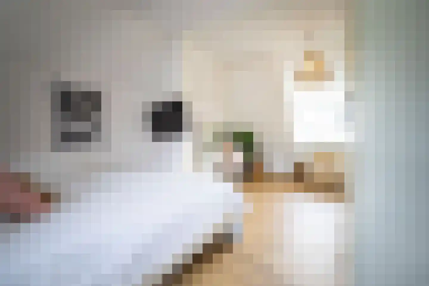 Heilige Huisjes 15 Zevenaar thumbnail 57