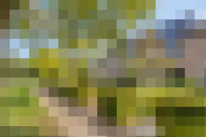 Heilige Stoel 5222 Wijchen thumbnail 30