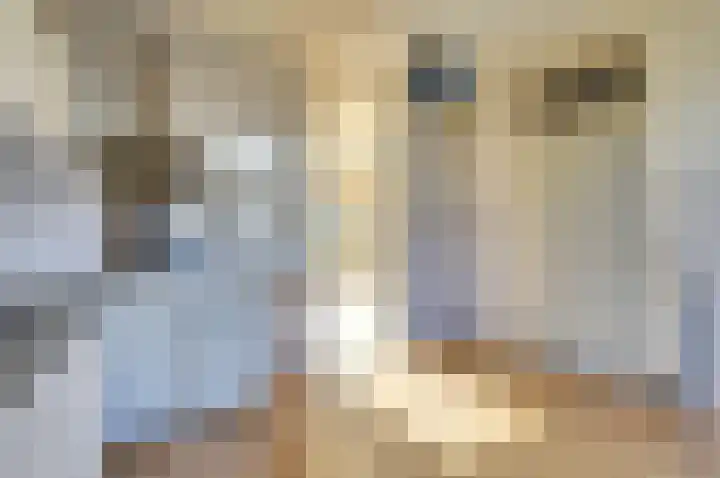 Heilige Stoel 5904 Wijchen thumbnail 8