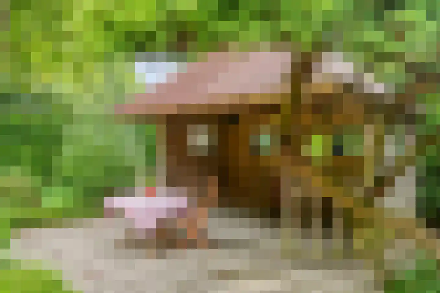 Heilige Stoel 6829 Wijchen thumbnail 54