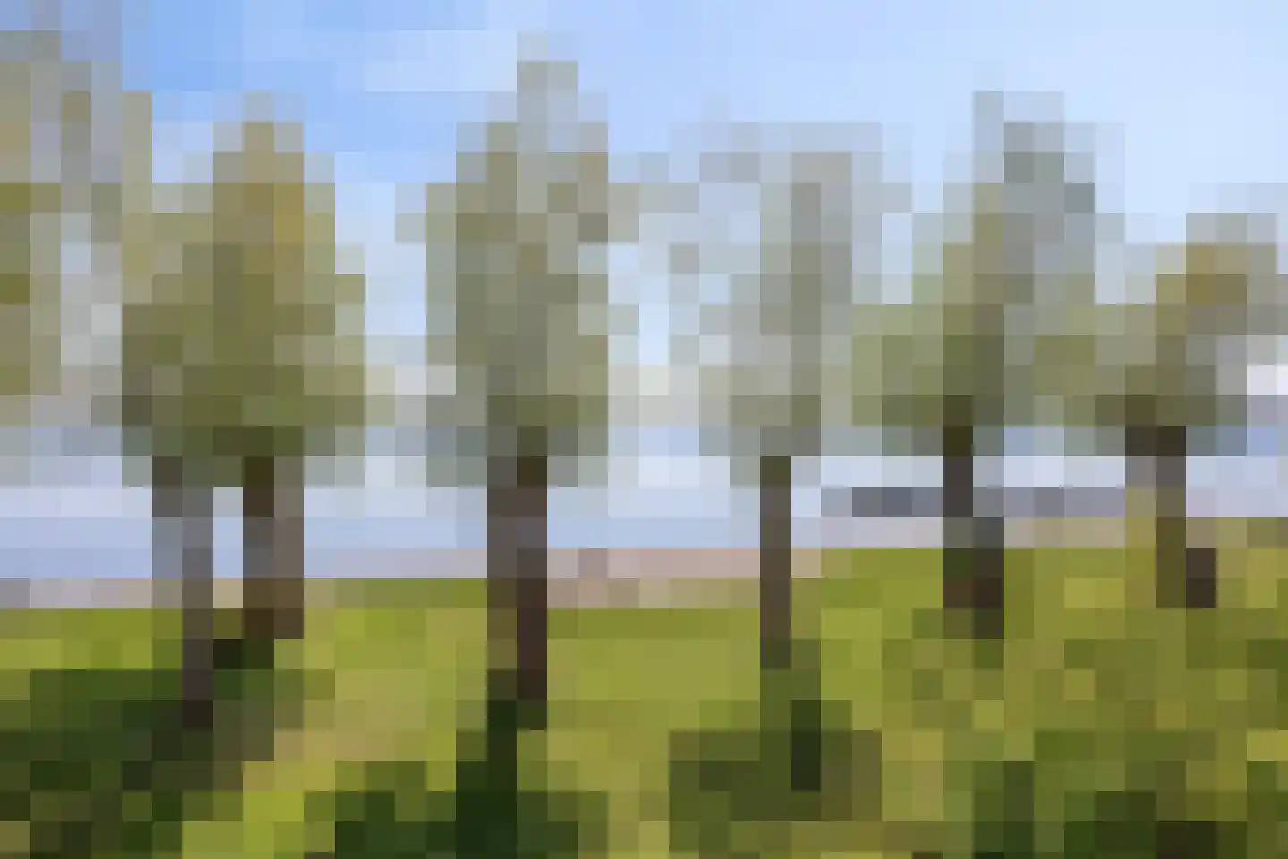 Heiligegeestlaan 32 Rijnsaterwoude thumbnail 16
