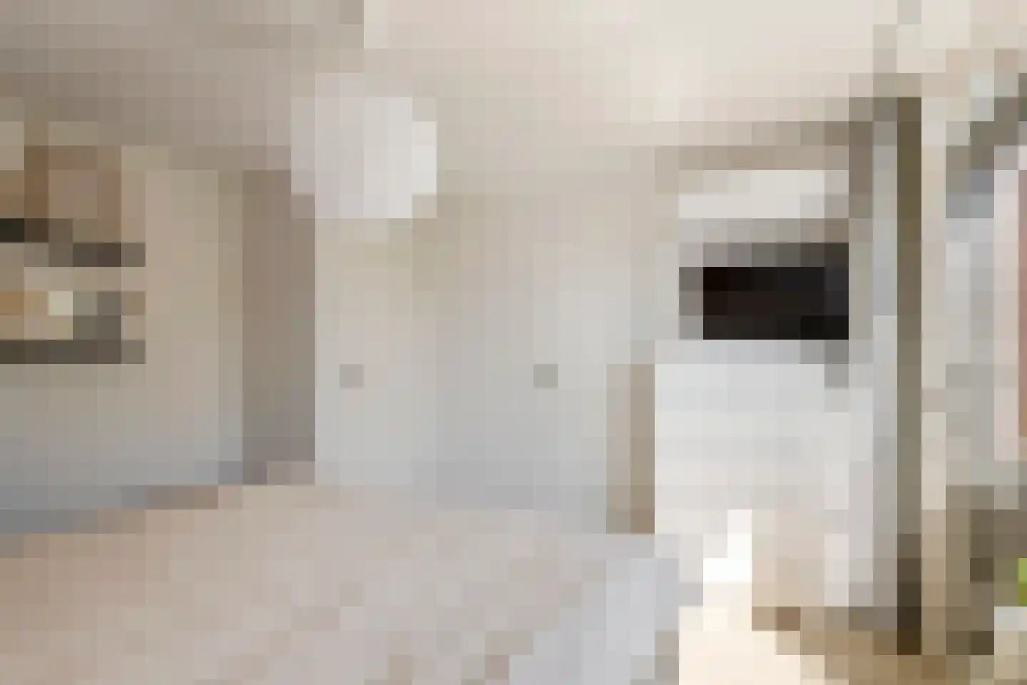 Heiligestraat 43 Tiel thumbnail 32