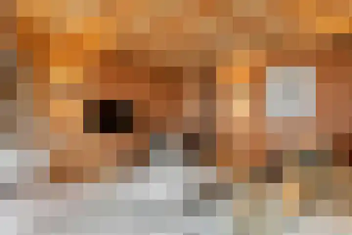 Heiligestraat 6 Tiel thumbnail 32