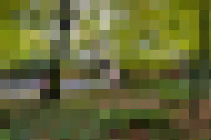 Heimanslaan 28 Wageningen thumbnail 61