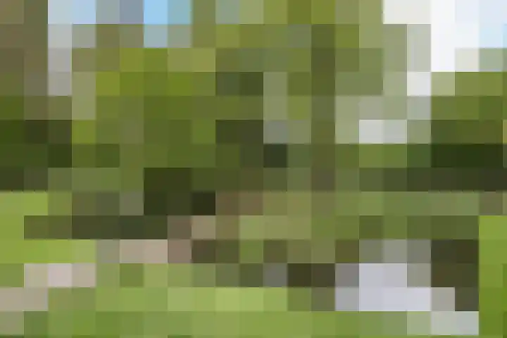 Heimond 69 De Lier thumbnail 45