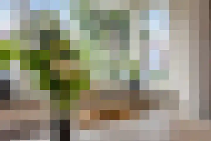 Heintje Davidstuin 1 Heerhugowaard thumbnail 19