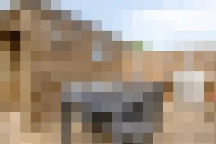 Heintje Davidstuin 1 Heerhugowaard thumbnail 37