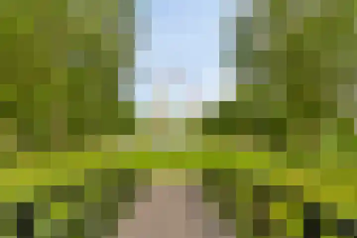 Heintje Davidstuin 1 Heerhugowaard thumbnail 42