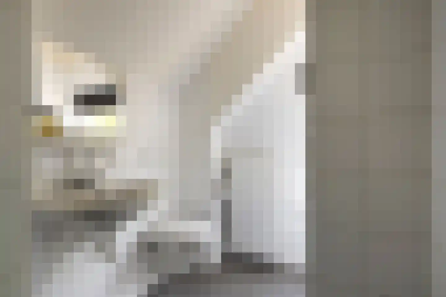 Heischeutstraat 5 Oss thumbnail 29
