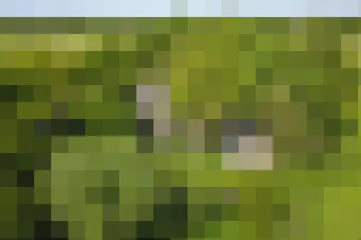 Heisterboomsdijk 12 Halle thumbnail 4