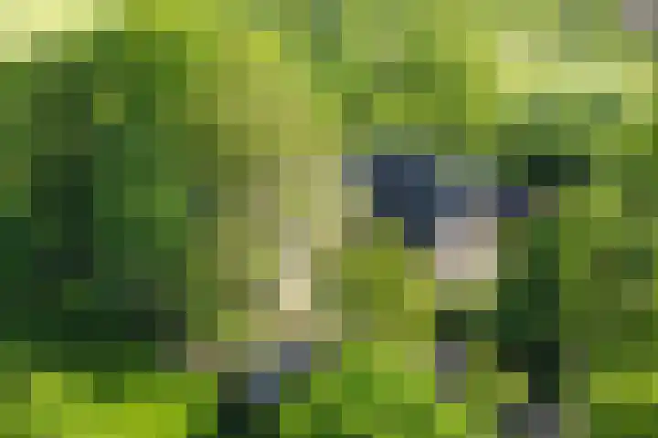 Heisterboomsdijk 12 Halle thumbnail 5