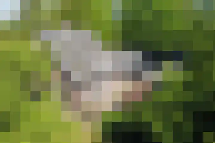 Heisterboomsdijk 12 Halle thumbnail 6