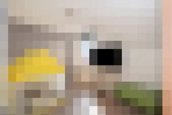 Heistraat 36 Einighausen thumbnail 38