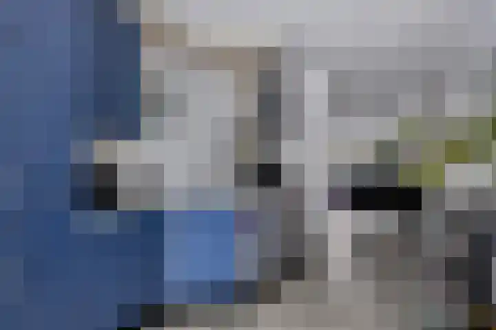 Heivlinder 24 Breda thumbnail 12