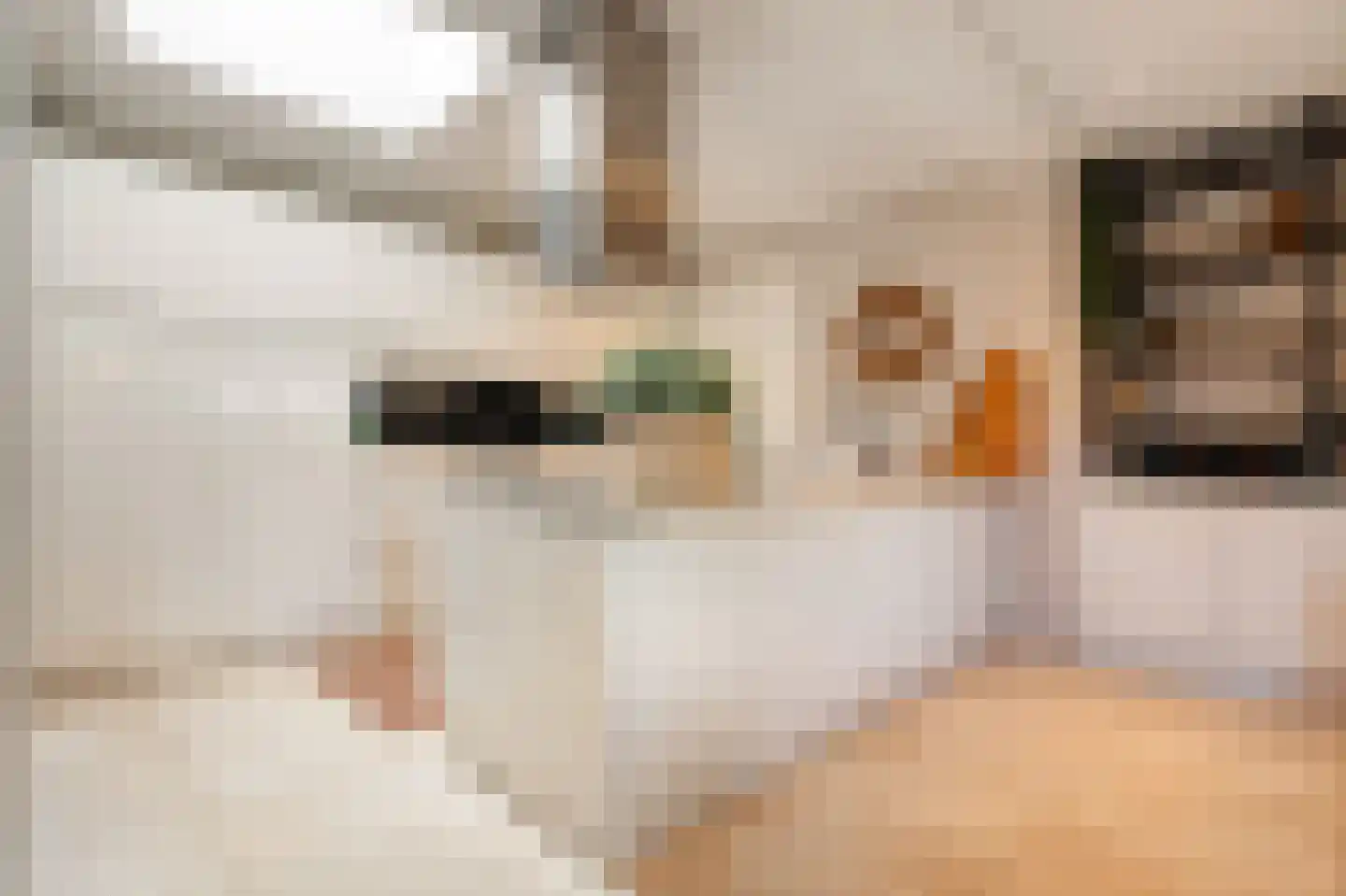 Heivlinder 4 Hoogeveen thumbnail 4