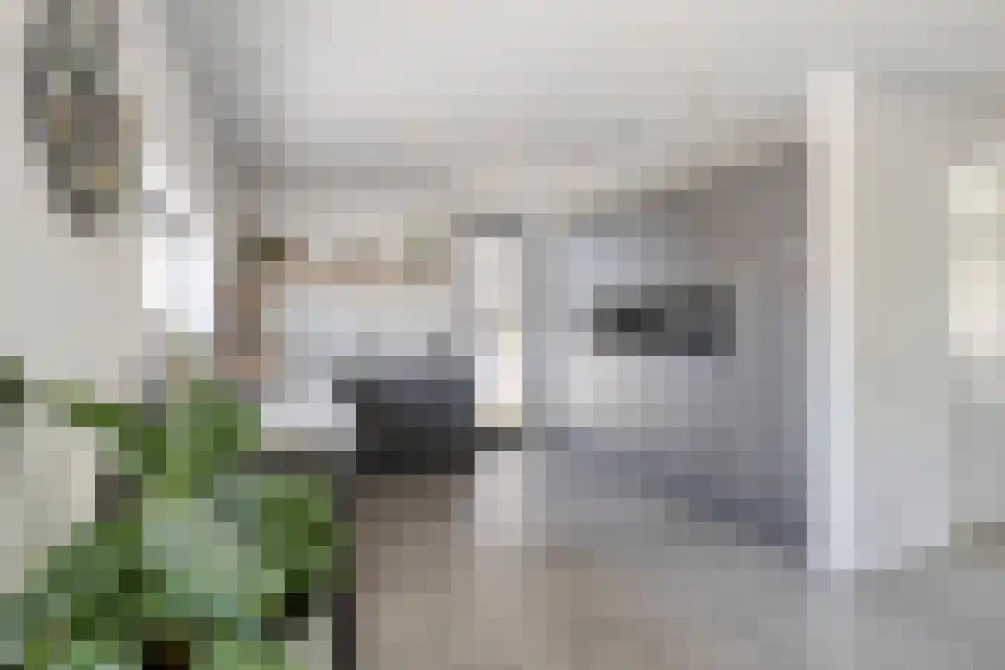 Heivlinder 8 Mierlo thumbnail 24