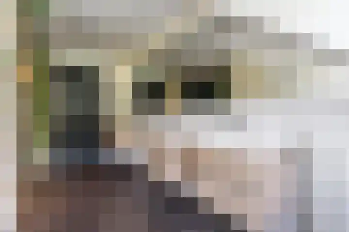Hekelstraat 11 Mierlo thumbnail 65