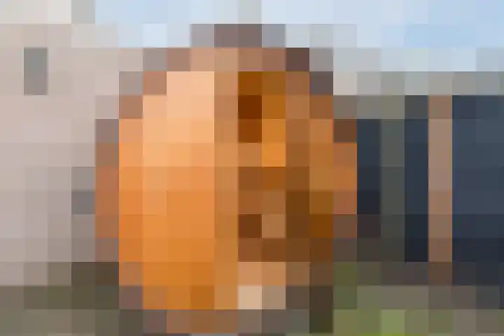 Hekkeslag 39 Uden thumbnail 5