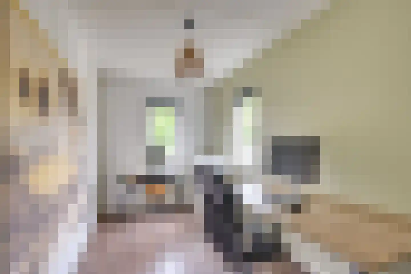 Hekkeslag 51 Uden thumbnail 22