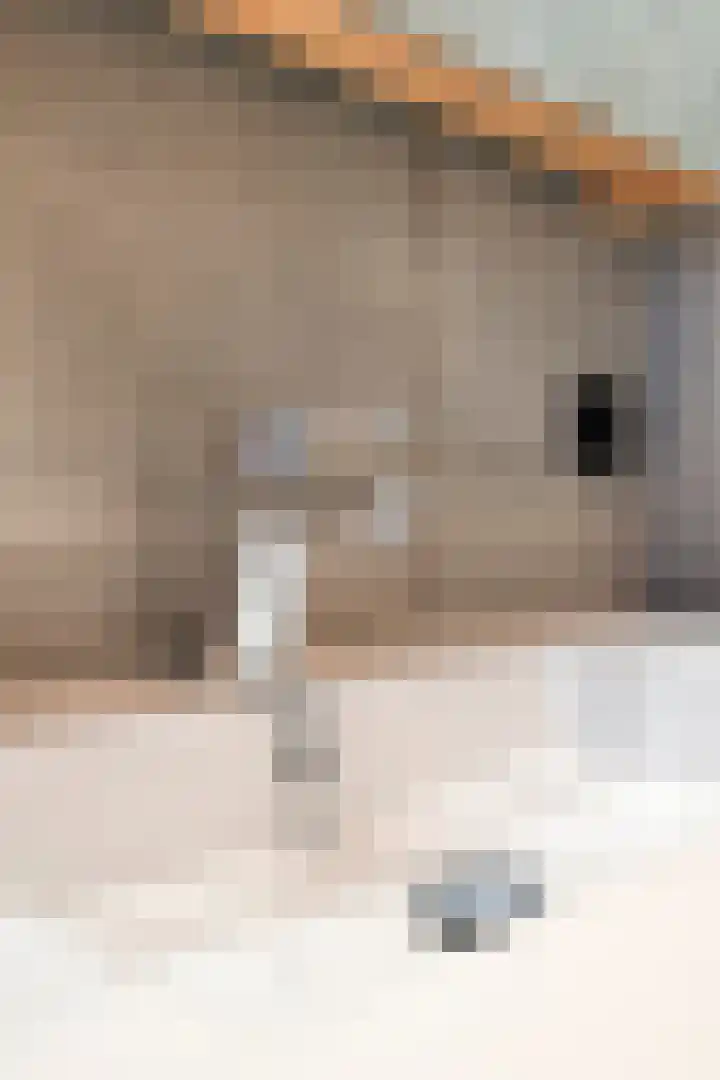 Hekstraat 22 A Beilen thumbnail 41