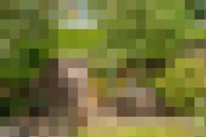 Helbeek 171 Venlo thumbnail 33