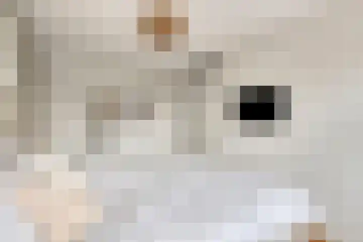 Heldens van de Mortellaan 8 Beesel thumbnail 13