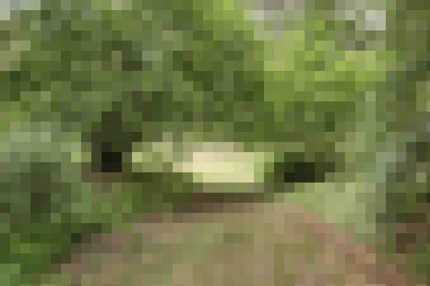 Helenaveenseweg 41 Grashoek thumbnail 60