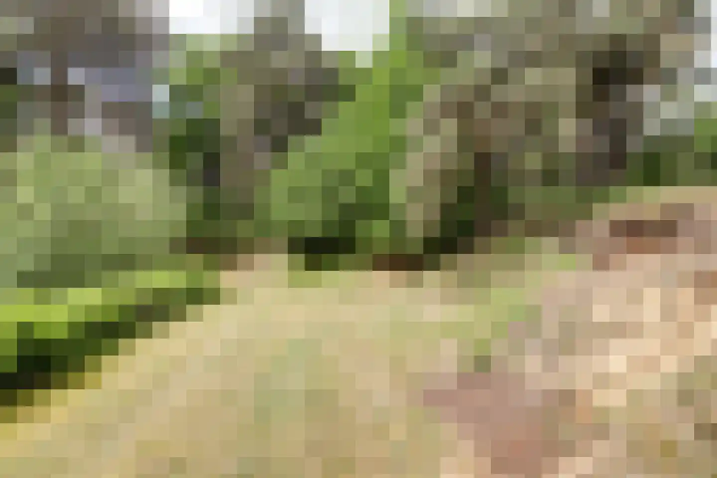 Helenaveenseweg 41 Grashoek thumbnail 62