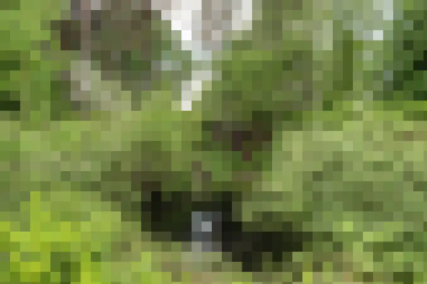 Helenaveenseweg 41 Grashoek thumbnail 63