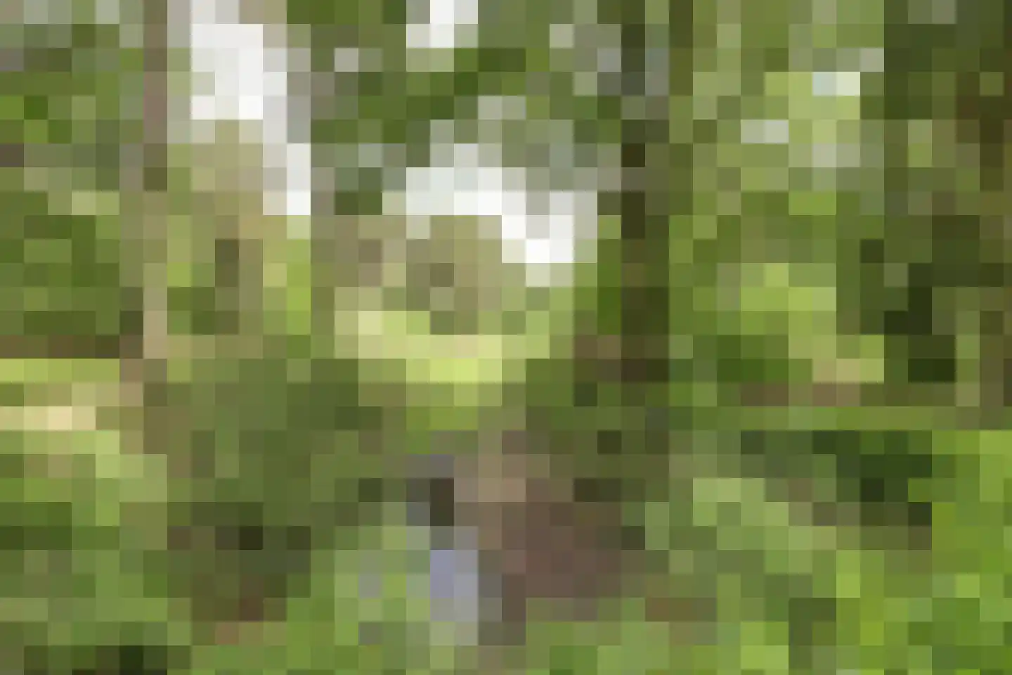 Helenaveenseweg 41 Grashoek thumbnail 64
