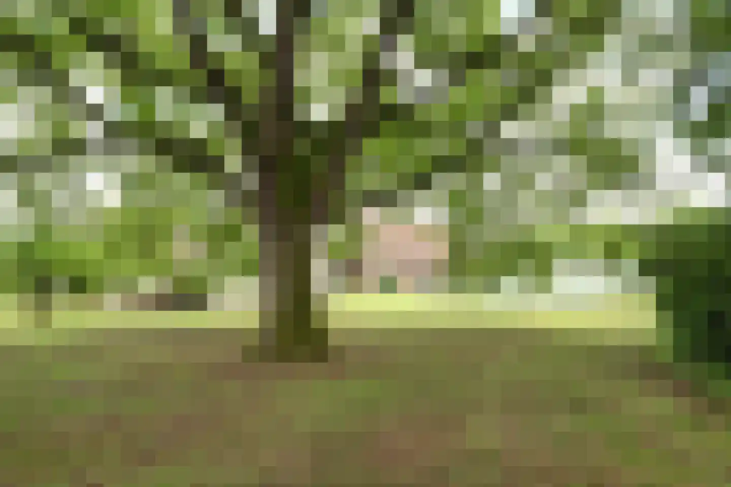 Helenaveenseweg 41 Grashoek thumbnail 65