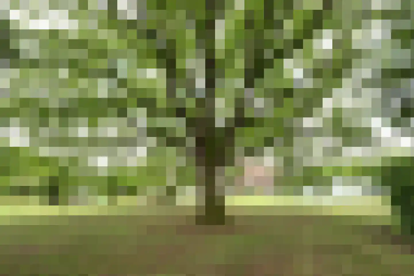 Helenaveenseweg 41 Grashoek thumbnail 66